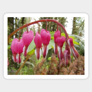 bleeding heart arch across the forest Sticker